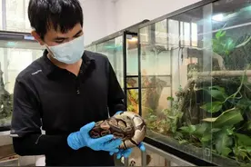 深圳野生动物救护中心有位“蛇王”：用爱与保护让动物找到最好的归宿图片