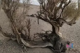 玩了几年的蚂蚁森林，这些树的"特技"你都不知道？图片