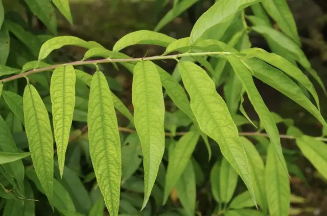 桃树为何总缺铁？如何补铁效果才好？