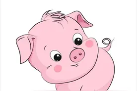 95的猪何在？图片