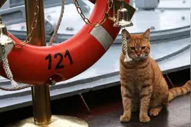 航母上为什么要养猫？抓老鼠已经是次要图片