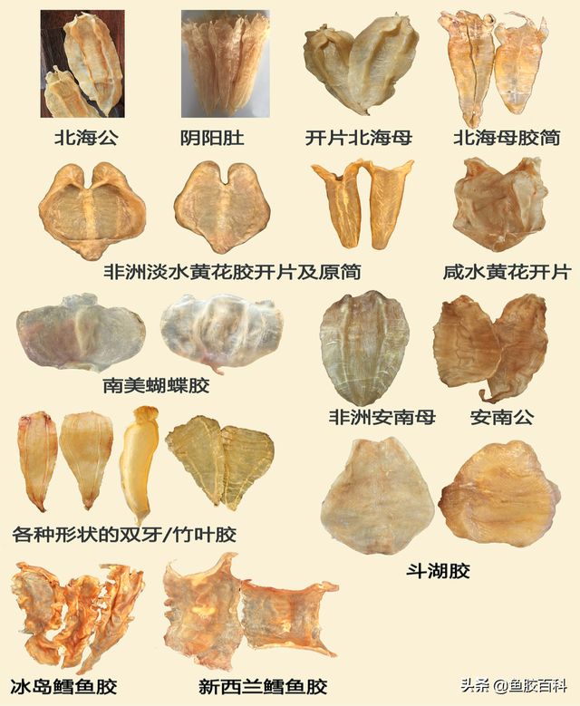 鱼胶图片大全 2026年鱼胶图片大全大图 种类