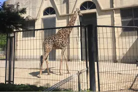 保定动物园图片