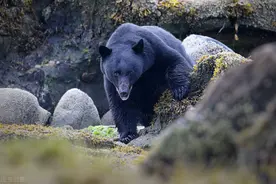 老猎人进山被1头黑熊袭击，凭1把弯刀1条狗活了下来，啥情况图片