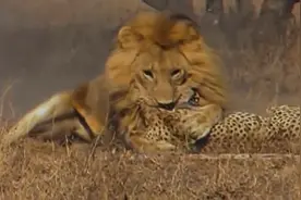 狮子与金钱豹的追逐，结局悲催了图片