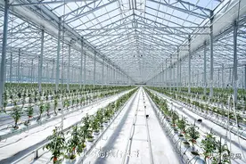 占地120亩！山东“超级大棚”AI人工智能管理 棚内竟车来车往！图片