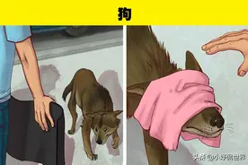 面对7种受伤动物的正确处理办法图片