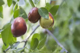 农村俗语“男怕柿子女怕梨，老母猪最怕西瓜皮”，为啥要怕呢？图片