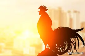 公鸡为什么会在早上打鸣？当然不是为了叫你起床图片