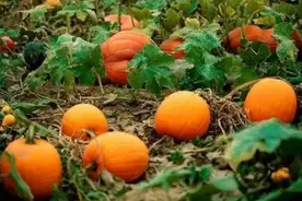 考眼力：一张比一张难找，图3藏着一位大美女，都能找到才是大神图片