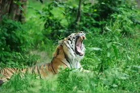 成年老虎能一掌拍碎车窗！如果被它舔一口，真能把人舔掉皮吗？图片