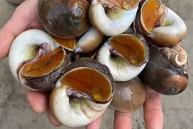 绿水青山任自然——赶海的那些事儿图片