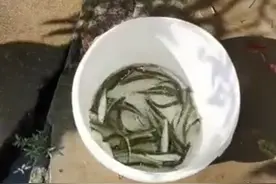 高手！铜陵夫妻河边洗鸡肠顺带捞鱼，一会儿捞了一小桶图片