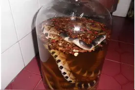 酒变成蛇的洗澡水？蛇在酒坛中泡一年，开瓶窜出咬人，为何没死？图片