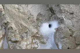 细沙下藏着很多的海鲜，只需要撒上一点白色粉末，就乖乖的出来了视频封面