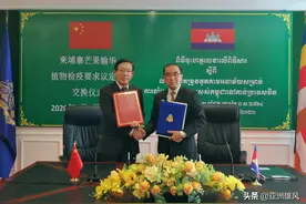 柬埔寨芒果来了！图片