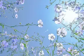 当鲜花遇到阳光，整个人都浪漫起来图片