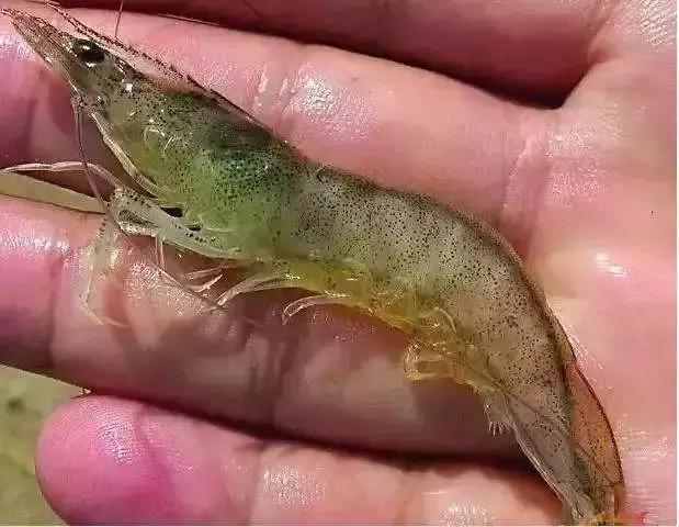 解决肠炎、偷死、白便问题！重点在这