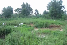 搁荒的耕地要收回？国家是这样的规定，这一类荒地将被收回图片