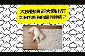 【医知宠】狗狗这些皮肤病具有传染性，当心混淆视频封面
