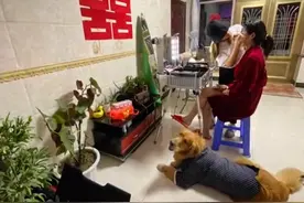 辽宁新娘出嫁养8年的金毛不舍，出门时父亲捂着狗狗眼睛网友破防图片