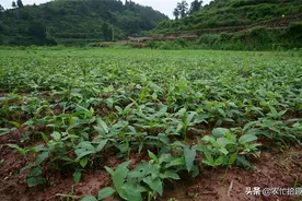 常长玉米地里，整株含有毒性，儿时挖来挣零钱，如今一斤40元图片