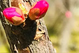 谈谈“慎言”图片