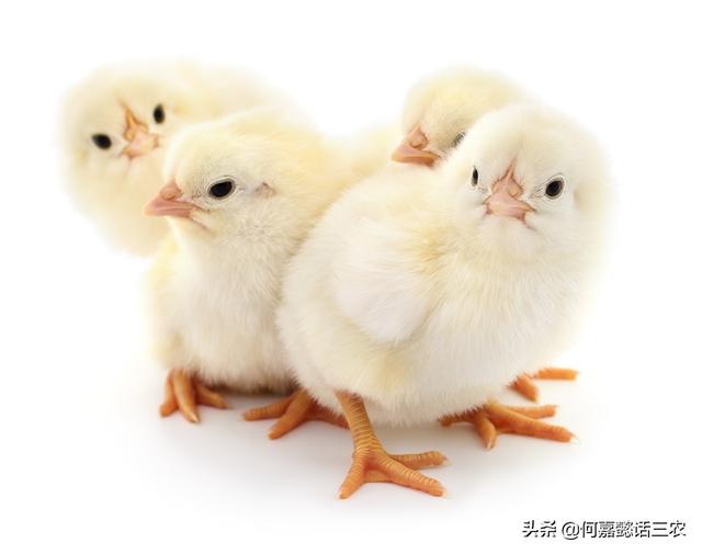 蛋鸡营养需要与饲料配方技巧