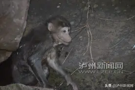 泸州：“大师兄”下山受伤 警民悉心照料半年后放归山林图片