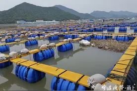 象山大黄鱼搬进了大“别墅”！常“健身”，肉质更鲜美图片