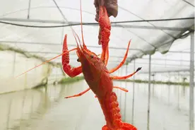 龙虾迷们集合了！最全钓龙虾攻略＋钓龙虾体验日记图片