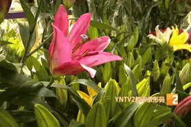 去斗南买花，更近的地铁线路竟然不是斗南站？选对路，只走5分钟图片