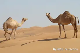 《书香长安》经典诵读——《草》图片