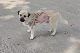 湖北：流浪狗讨食被面馆老板泼油烫伤，狗狗遇上好心人才获得救助图片