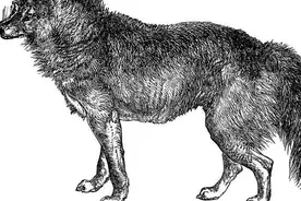 游牧民族狼性中的狼图片