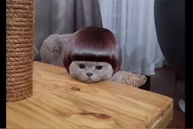 主人给猫咪戴上了假发，它的模样让人笑出了声，好像忧郁的少女啊图片