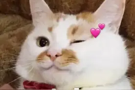 “我不喜欢猫”最好别翻译成 I don't like cat！别人听到会吓跑图片