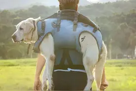 你是我的眼图片