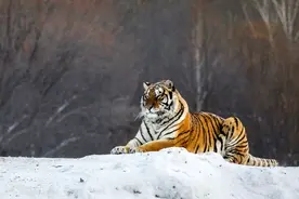 如果将一百只东北虎放入非洲草原，一个世纪后会怎么样？图片