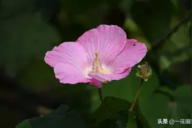 夏花（三十）——木芙蓉图片