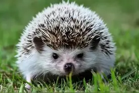 为啥劝你不要打刺猬？图片