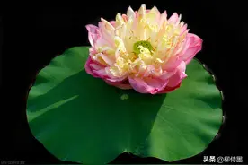 照片怎么拍才有趣？从1000多张投稿照片里，我选出10张经典案例图片