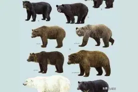 如果被熊攻击，人类应该装死还是疯狂地逃跑？图片