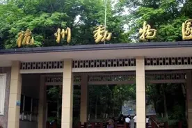 又是杭州！业主自家的黄金蟒跑了，缅甸蟒能长9.75米，能不能养？图片
