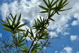 南怀瑾先生：夏天出一点微汗是最健康的（附《指月录》消暑法）图片