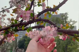 CITY | 花与爱丽丝Alice & Flowers——樱花Cherry图片