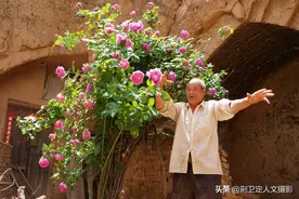 76岁农村大叔家有百年牡丹，藏在地坑人不识，花开时节美成啥样图片