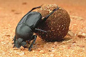 以动物粪便为食的“屎壳郎”，它们的就餐和排泄堪称一绝图片