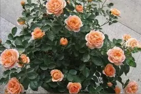 开春给月季做4件事，新芽长得粗壮，还能多开花图片