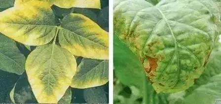 銆屽啘鍖栫鏅€嶆鐗╃己绱犲師鍥犲強 妞嶇墿缂虹礌鐥囩姸瀵圭収琛? onerror=